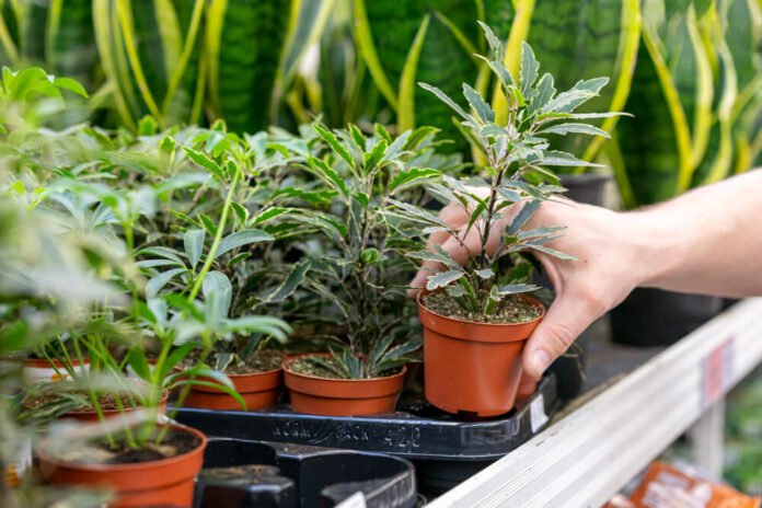 Is Aerogarden Going Out Of Business