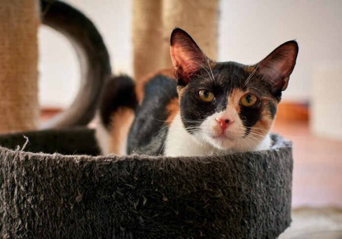 Is Cattasaurus Going Out of Business?